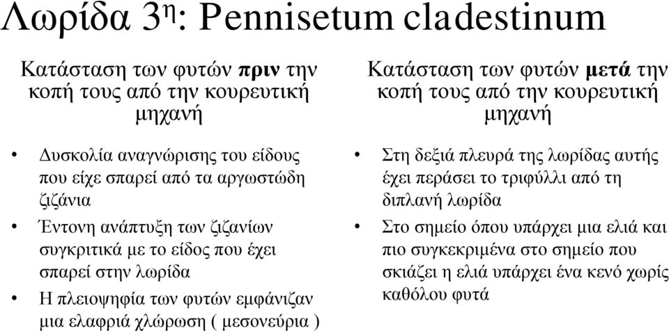 μια ελαφριά χλώρωση ( μεσονεύρια ) Κατάσταση των φυτών μετά την κοπή τους από την κουρευτική μηχανή Στη δεξιά πλευρά της λωρίδας αυτής έχει