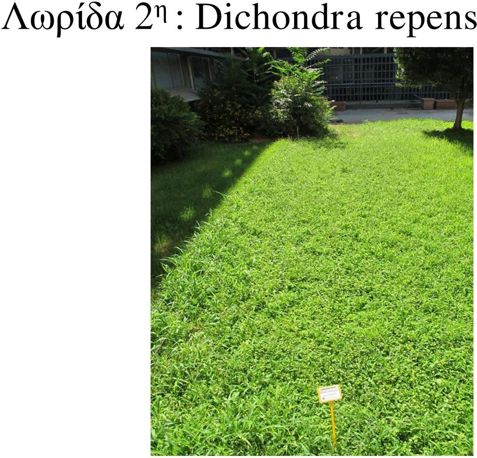 Dichondra