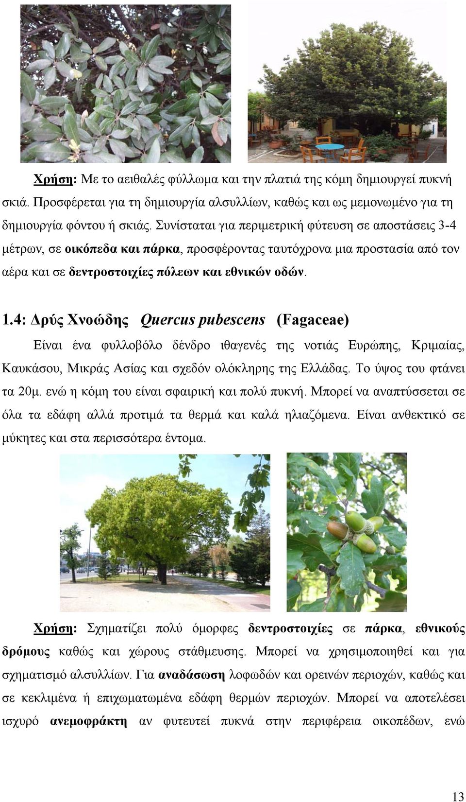4: Δρύς Χνοώδης Quercus pubescens (Fagaceae) Είναι ένα φυλλοβόλο δένδρο ιθαγενές της νοτιάς Ευρώπης, Κριμαίας, Καυκάσου, Μικράς Ασίας και σχεδόν ολόκληρης της Ελλάδας. Το ύψος του φτάνει τα 20μ.