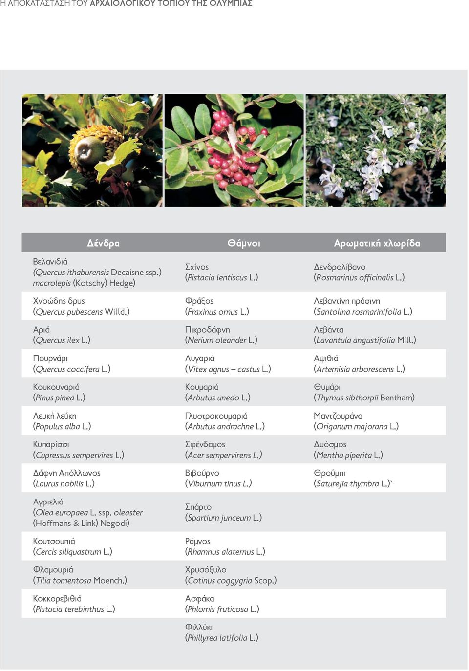 ) Αγριελιά (Olea europaea L. ssp. oleaster (Hoffmans & Link) Negodi) Κουτσουπιά (Cercis siliquastrum L.) Φλαμουριά (Tilia tomentosa Moench.) Κοκκορεβιθιά (Pistacia terebinthus L.