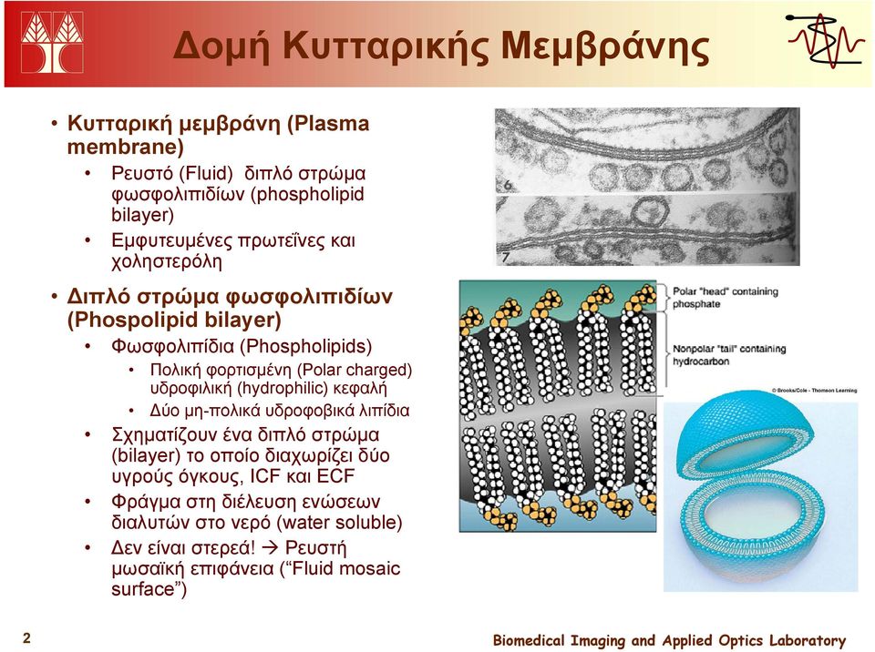 υδροφιλική (hydrophilic) κεφαλή Δύο μη-πολικά υδροφοβικά λιπίδια ίδα Σχηματίζουν ένα διπλό στρώμα (bilayer) το οποίο διαχωρίζει δύο υγρούς