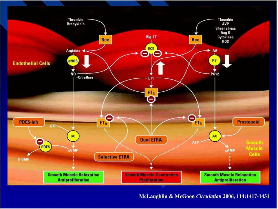 Circulation
