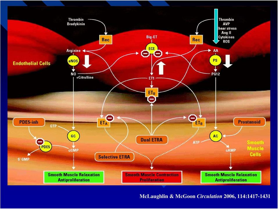 Circulation