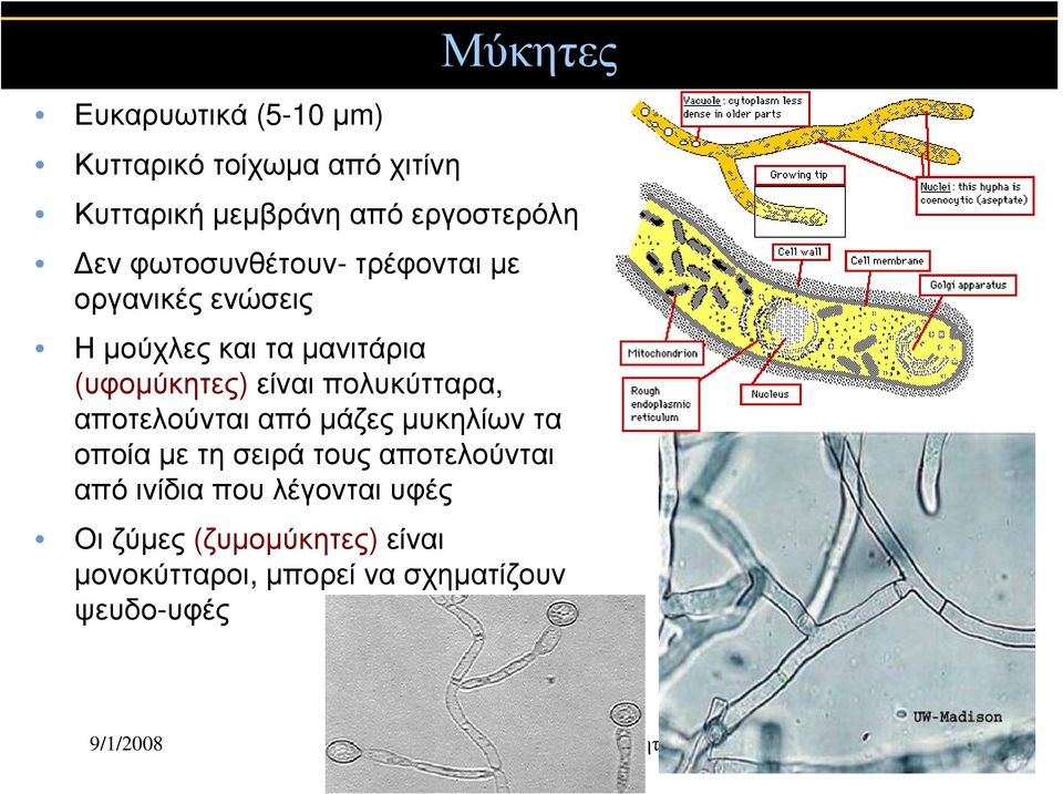 είναι πολυκύτταρα, αποτελούνται από μάζες μυκηλίων τα οποία με τη σειρά τους αποτελούνται από