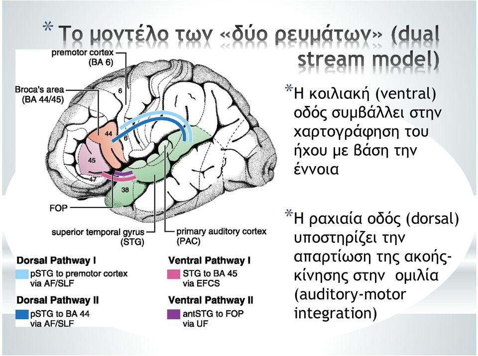 ραχιαία οδός (dorsal) υποστηρίζει την απαρτίωση