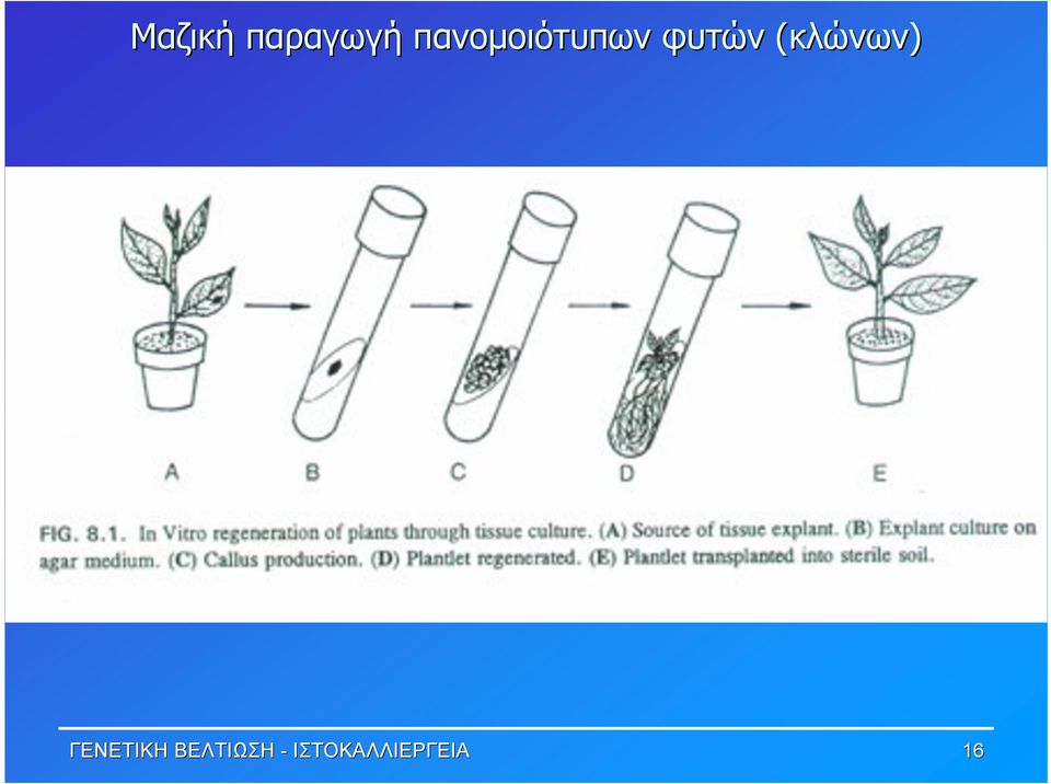 (κλώνων) ΓΕΝΕΤΙΚΗ