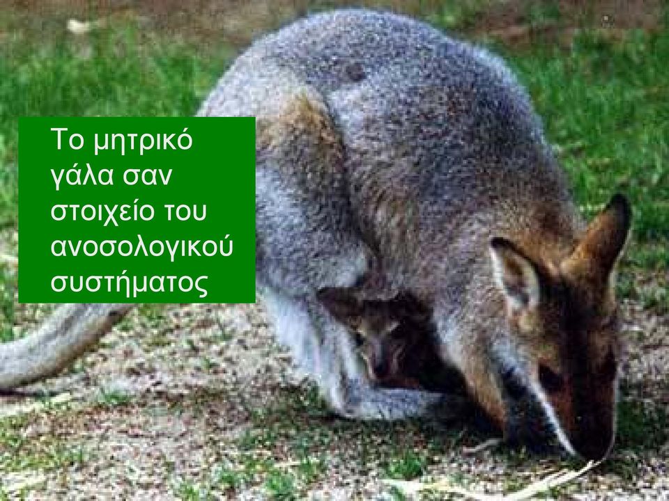 στοιχείο του