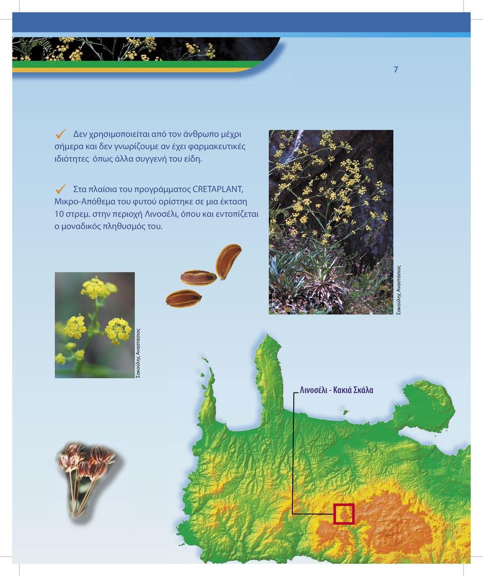 Στα πλαίσια του προγράμματος CRETAPLANT, Μικρο-Απόθεμα του φυτού ορίστηκε σε μια έκταση 10
