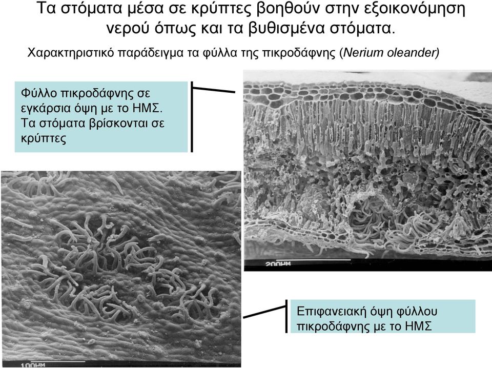 Χαρακτηριστικό παράδειγμα τα φύλλα της πικροδάφνης (Nerium oleander)