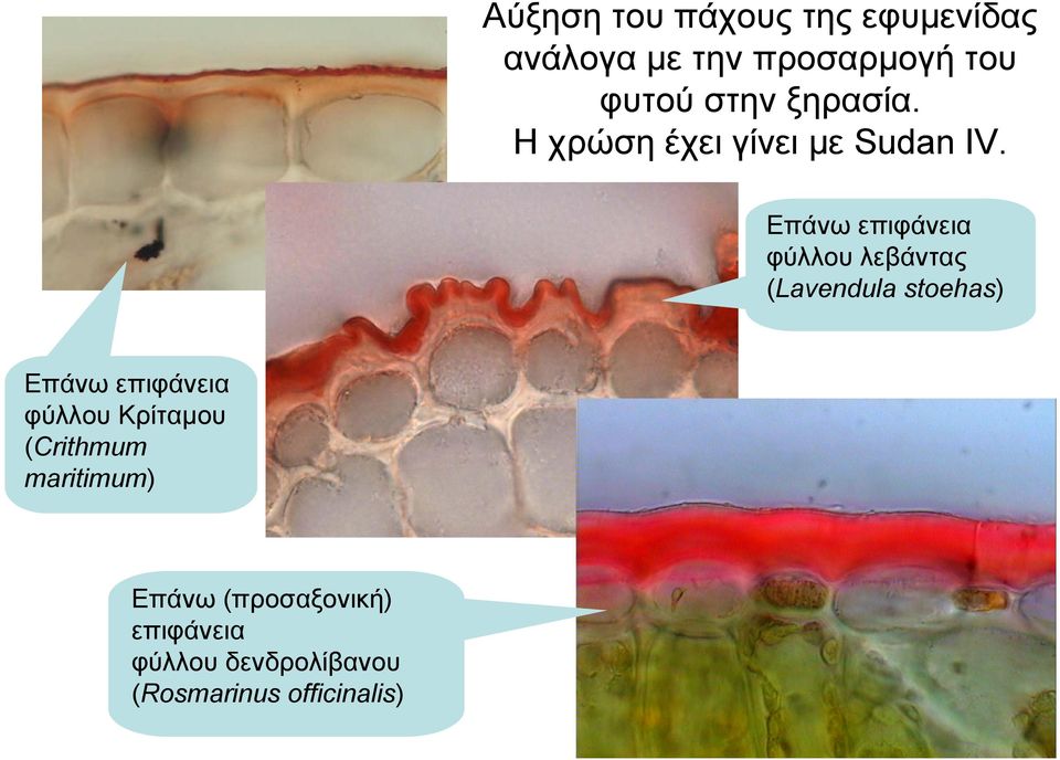 Επάνω επιφάνεια φύλλου λεβάντας (Lavendula stoehas) Επάνω επιφάνεια