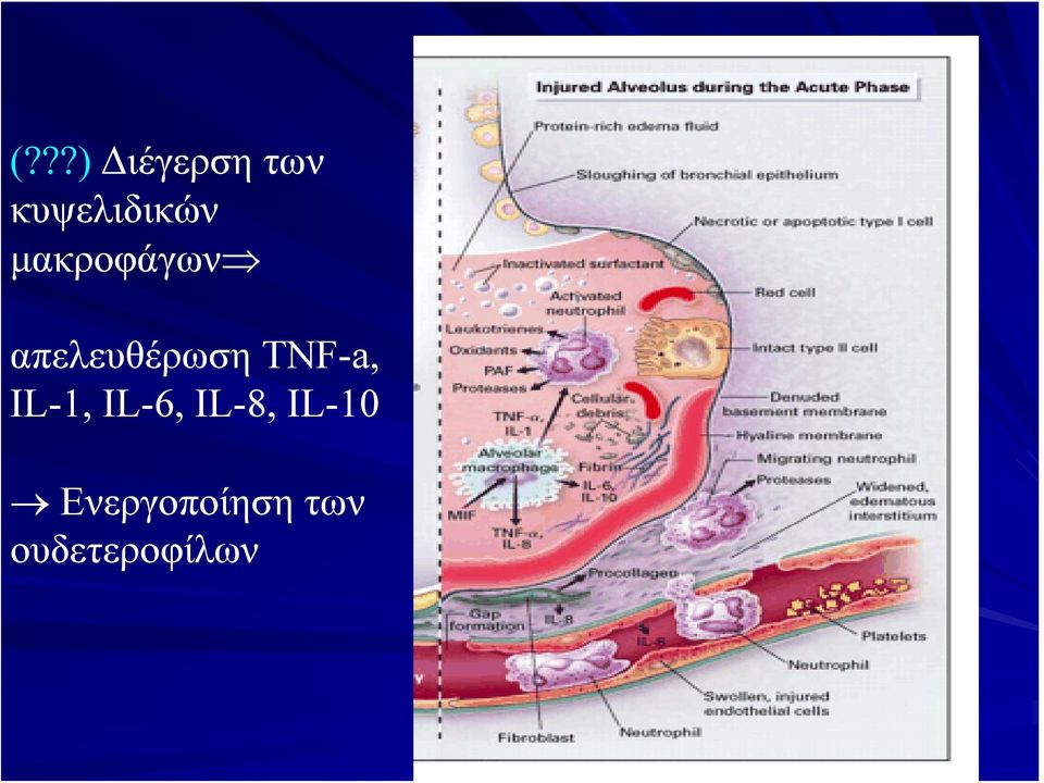 απελευθέρωση TNF-a, IL-1,