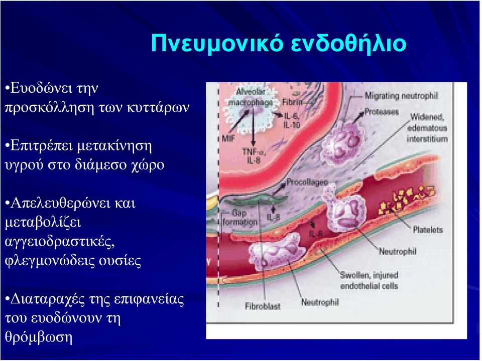 μεταβολίζει αγγειοδραστικές, φλεγμονώδεις ουσίες