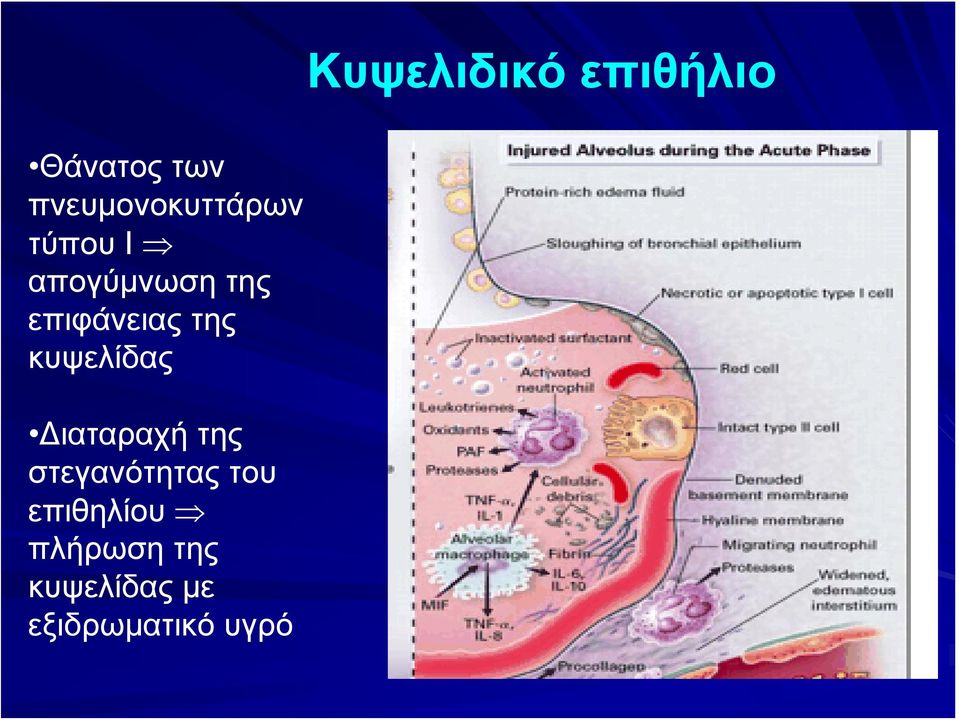 Διαταραχή της στεγανότητας του επιθηλίου