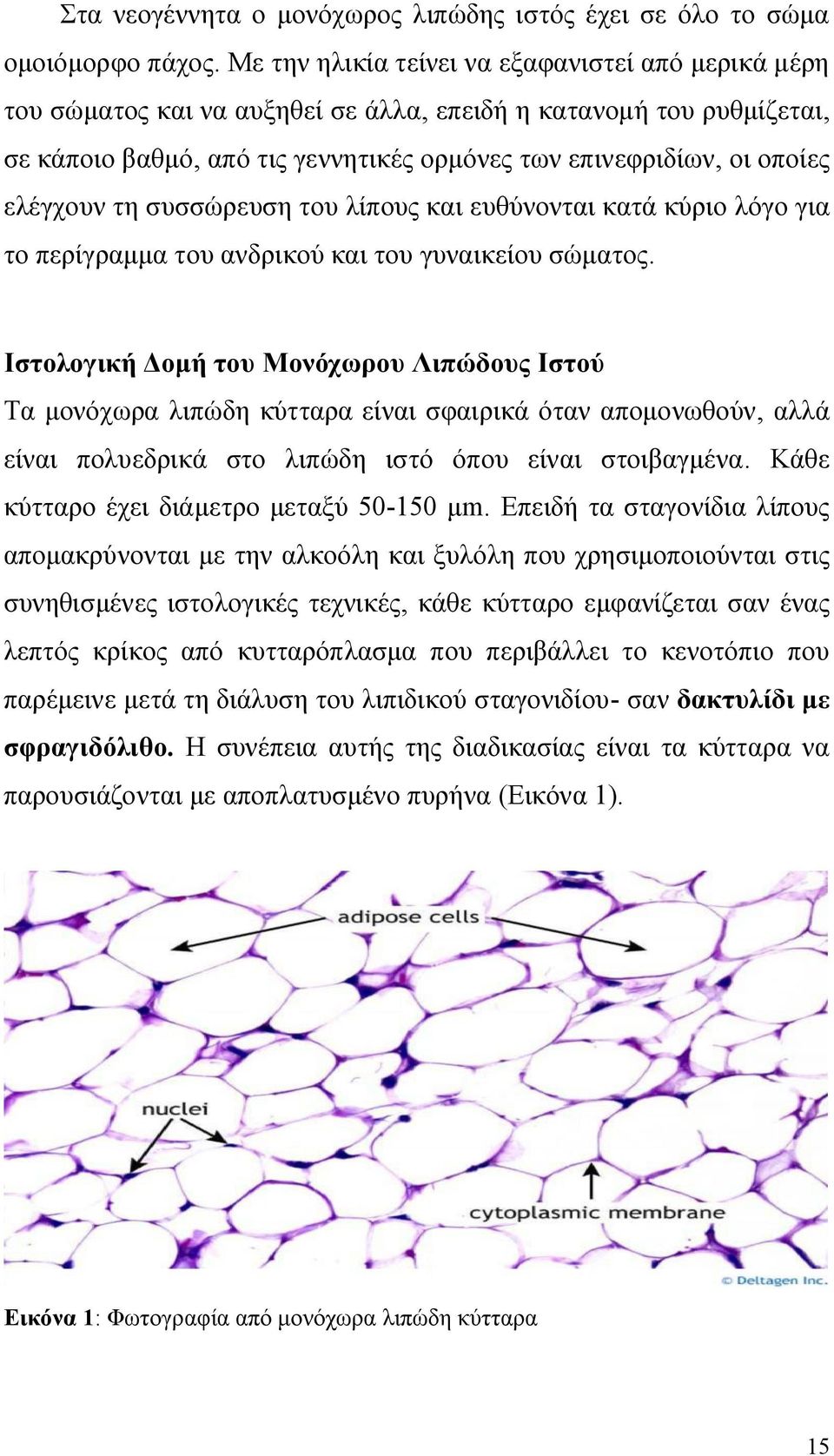 ελέγχουν τη συσσώρευση του λίπους και ευθύνονται κατά κύριο λόγο για το περίγραμμα του ανδρικού και του γυναικείου σώματος.