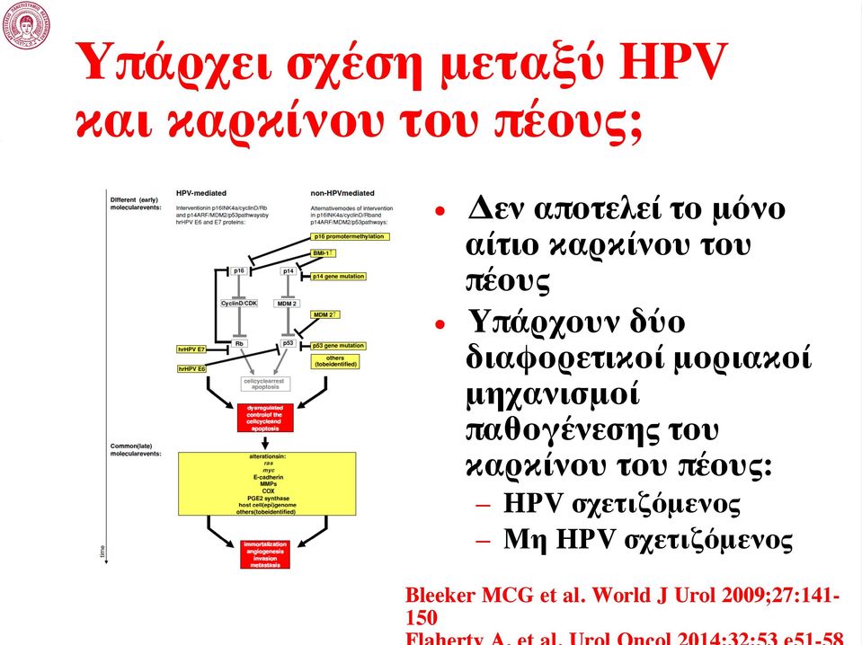 μηχανισμοί παθογένεσης του καρκίνου του πέους: HPV σχετιζόμενος