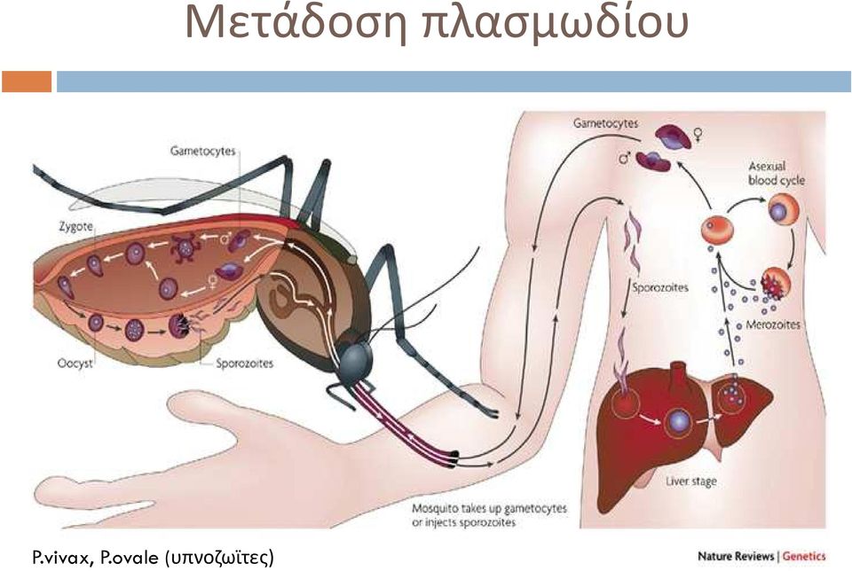 (υπνοζωϊτες)