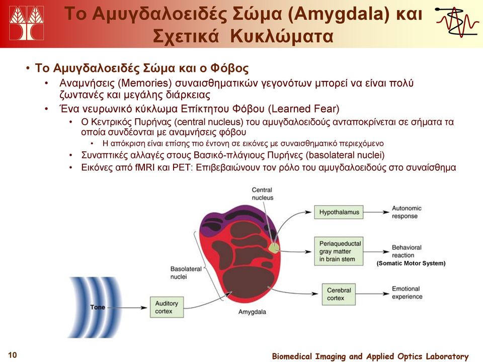 ανταποκρίνεται σε σήματα τα οποία συνδέονται με αναμνήσεις φόβου Η απόκριση είναι επίσης πιο έντονη σε εικόνες με συναισθηματικό περιεχόμενο Συναπτικές