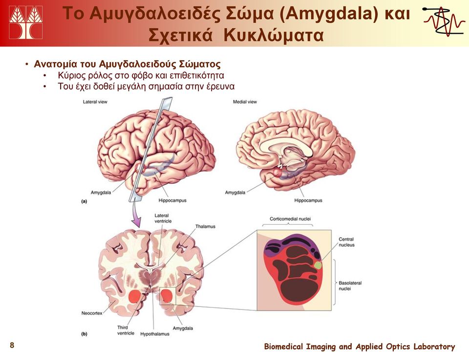 Αμυγδαλοειδούς Σώματος Κύριος ρόλος στο