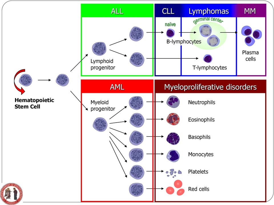 progenitor Plasma cells T-lymphocytes Myeloproliferative