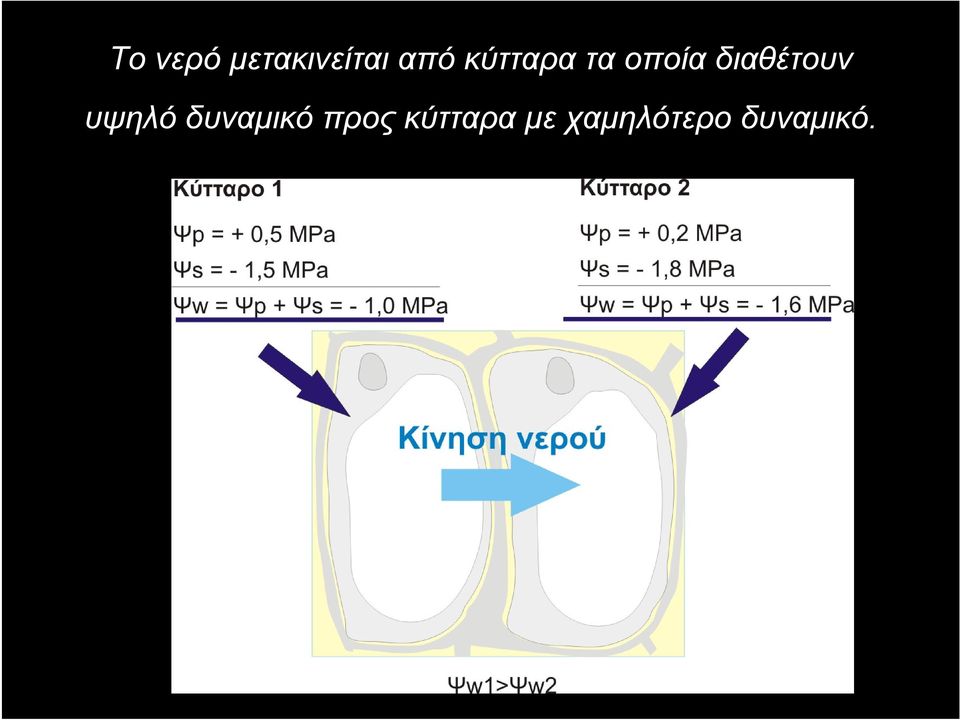 διαθέτουν υψηλό δυναμικό