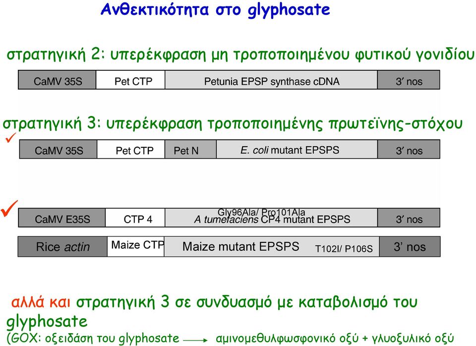 Maize CTP Maize mutant EPSPS T102I/ P106S 3 nos αλλά και στρατηγική 3 σε συνδυασμό με