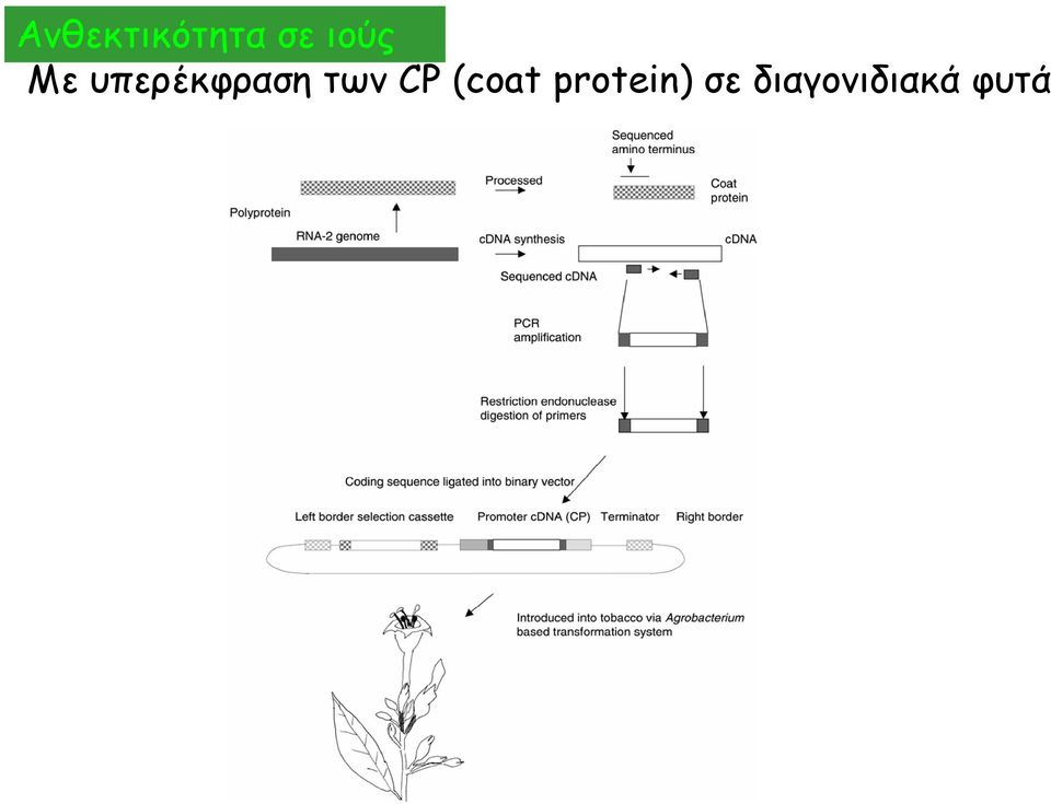 των CP (coat