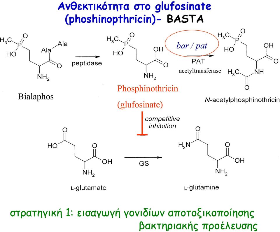 acetyltransferase Bialaphos Phosphinothricin