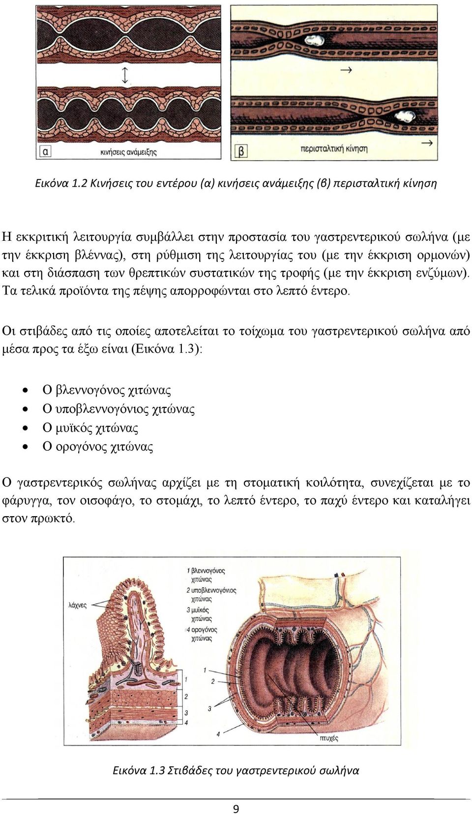 του (με την έκκριση ορμονών) και στη διάσπαση των θρεπτικών συστατικών της τροφής (με την έκκριση ενζύμων). Τα τελικά προϊόντα της πέψης απορροφώνται στο λεπτό έντερο.