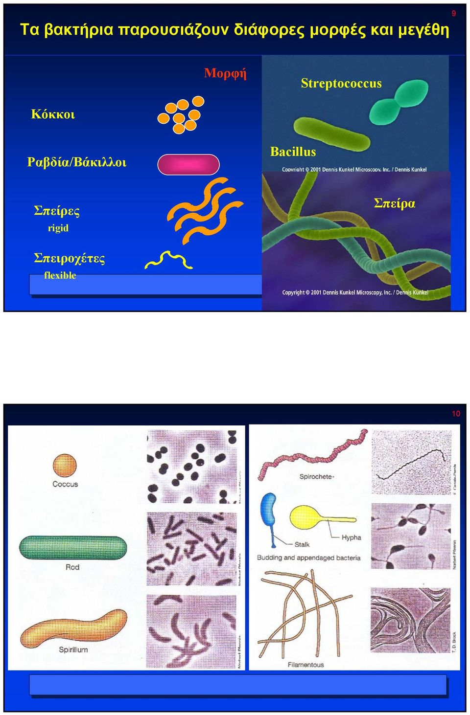 Κόκκοι Ραβδία/Βάκιλλοι Bacillus