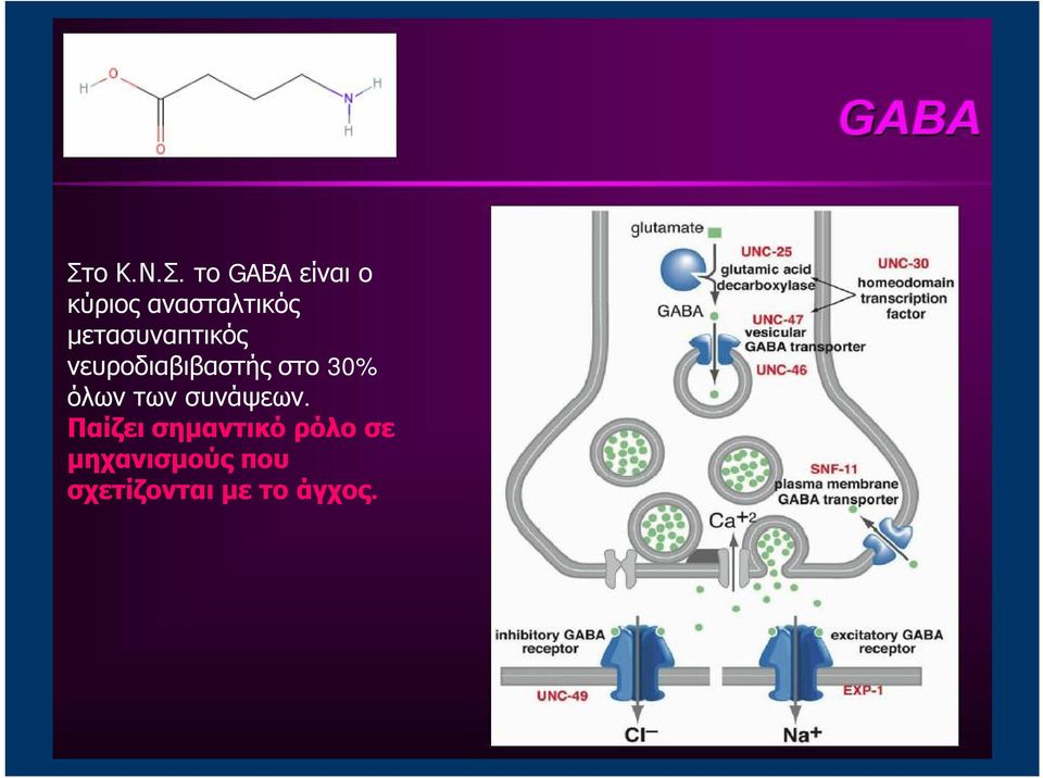 νευροδιαβιβαστής στο 30% όλων των συνάψεων.