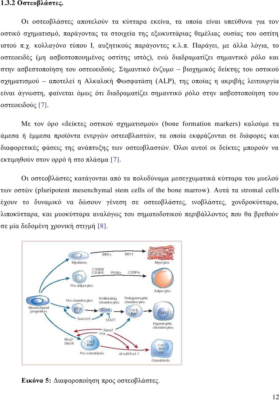 Σημαντικό ένζυμο βιοχημικός δείκτης του οστικού σχηματισμού αποτελεί η Αλκαλική Φωσφατάση (ALP), της οποίας η ακριβής λειτουργία είναι άγνωστη, φαίνεται όμως ότι διαδραματίζει σημαντικό ρόλο στην