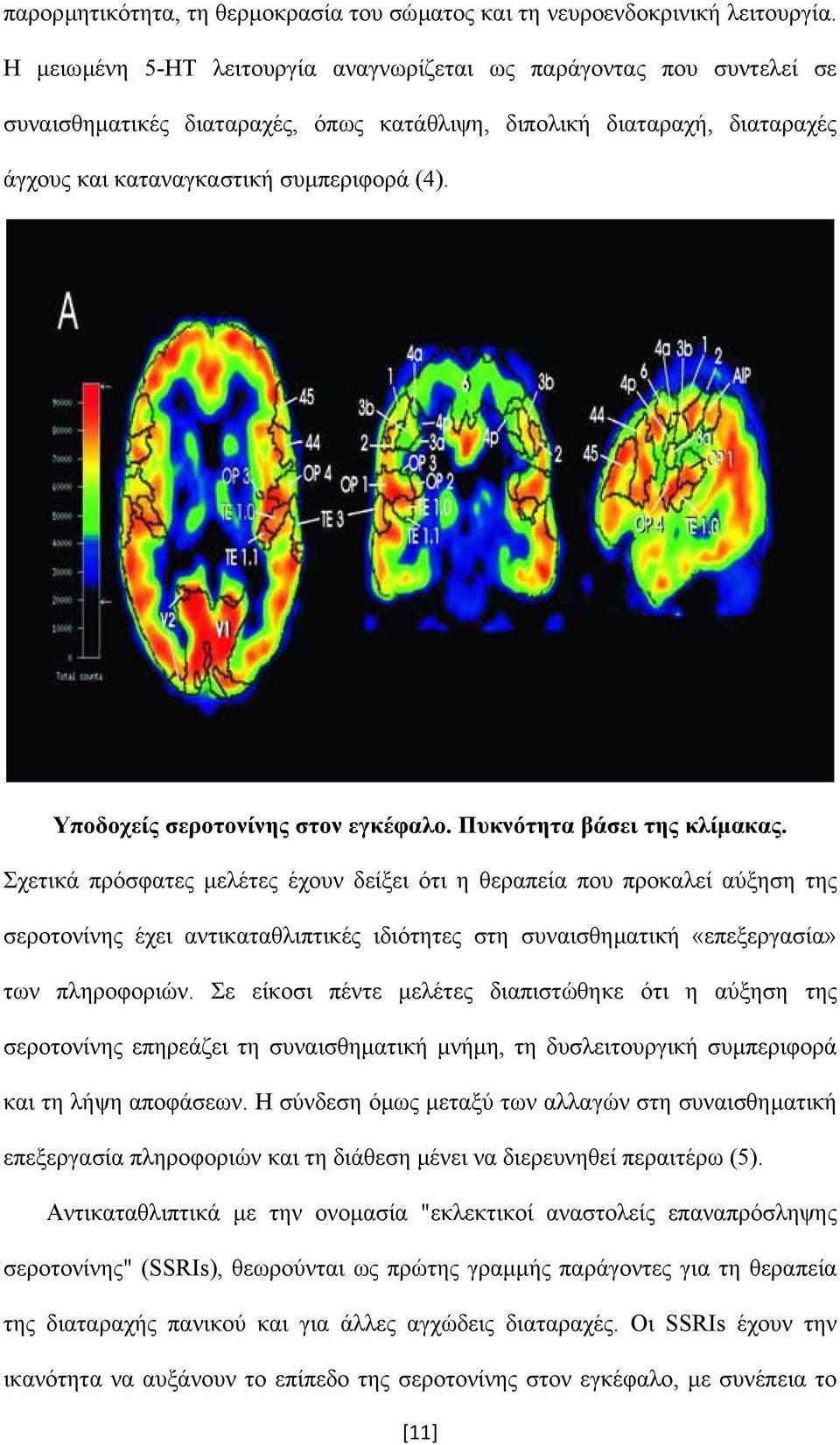 Υποδοχείς σεροτονίνης στον εγκέφαλο. Πυκνότητα βάσει της κλίµακας.