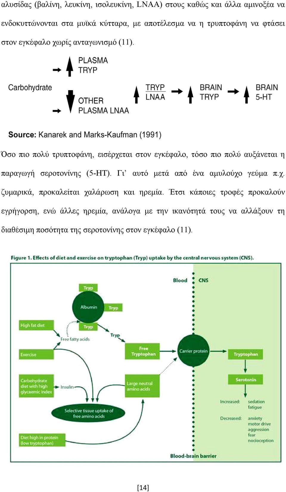 Όσο πιο πολύ τρυπτοφάνη, εισέρχεται στον εγκέφαλο, τόσο πιο πολύ αυξάνεται η παραγωγή σεροτονίνης (5-ΗΤ).