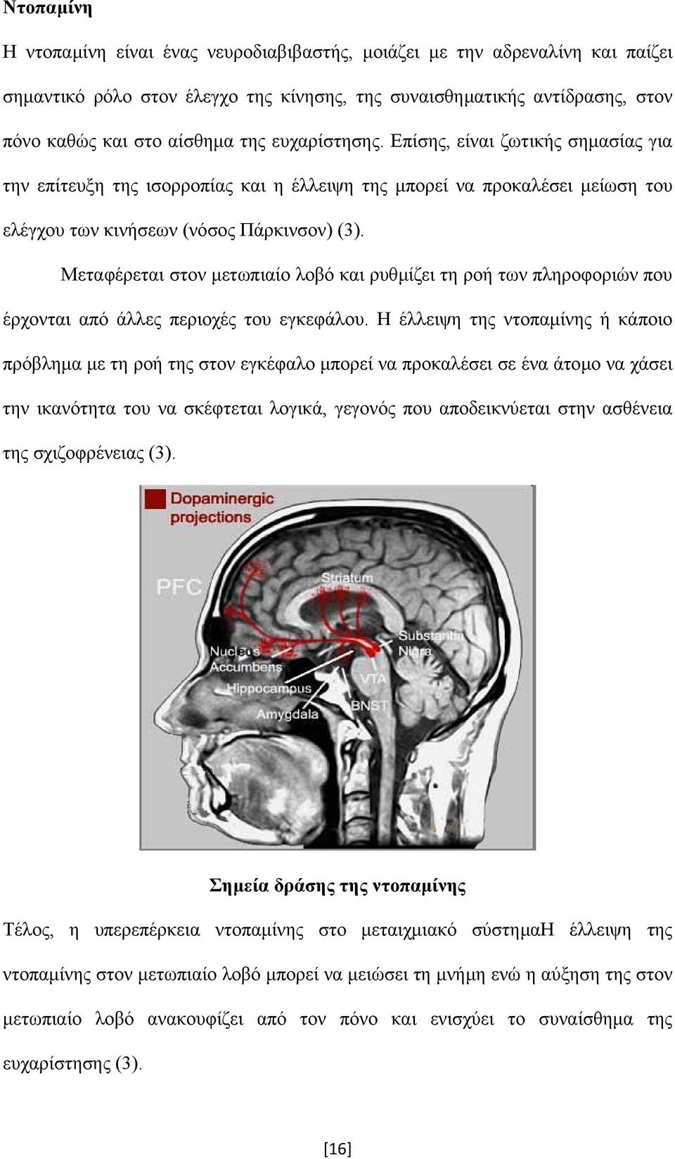 Μεταφέρεται στον µετωπιαίο λοβό και ρυθµίζει τη ροή των πληροφοριών που έρχονται από άλλες περιοχές του εγκεφάλου.