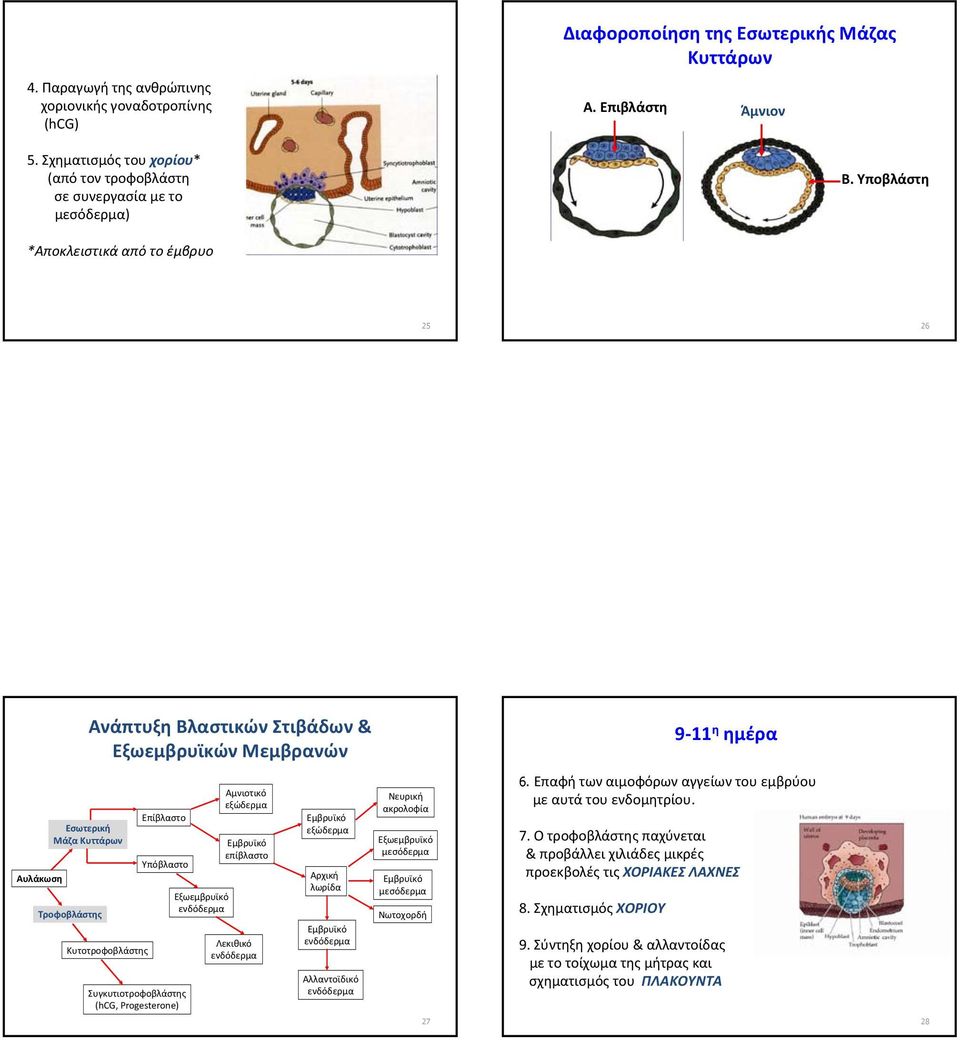 Υποβλάστη *Αποκλειστικά από το έμβρυο 25 26 Αυλάκωση Εσωτερική Μάζα Κυττάρων Τροφοβλάστης Ανάπτυξη Βλαστικών Στιβάδων & Εξωεμβρυϊκών Μεμβρανών Κυτοτροφοβλάστης Επίβλαστο Υπόβλαστο