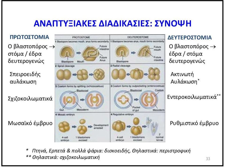 Αυλάκωση * Σχιζοκοιλωματικά Εντεροκοιλωματικά ** Μωσαϊκό έμβρυο Ρυθμιστικό έμβρυο *