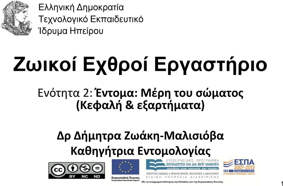 2: Έντομα: Μέρη του σώματος (Κεφαλή &