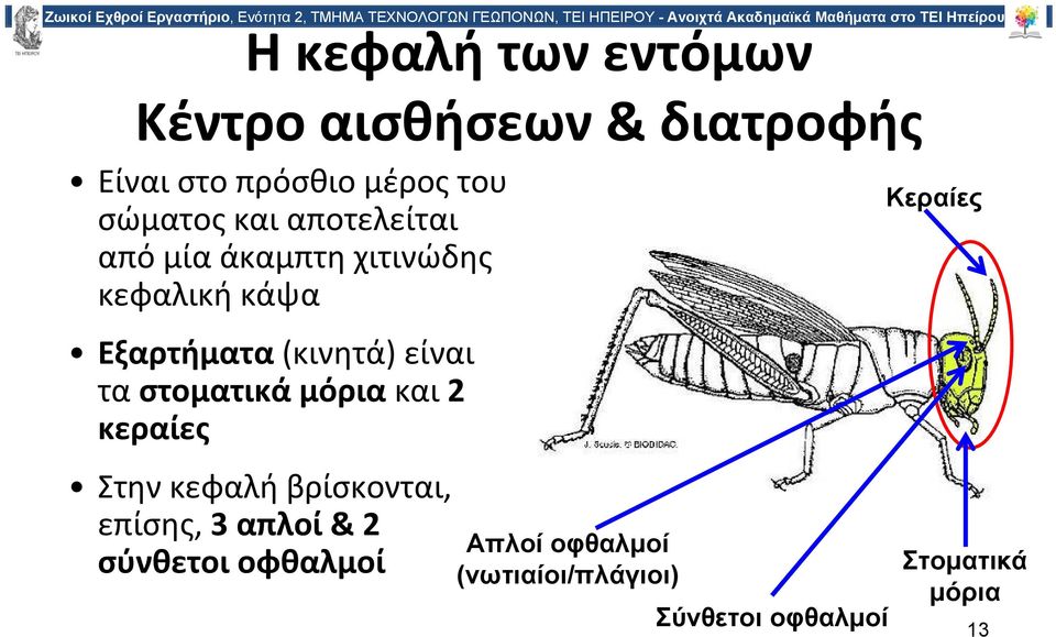 στοματικά μόρια και 2 κεραίες Στην κεφαλή βρίσκονται, επίσης, 3 απλοί & 2 σύνθετοι