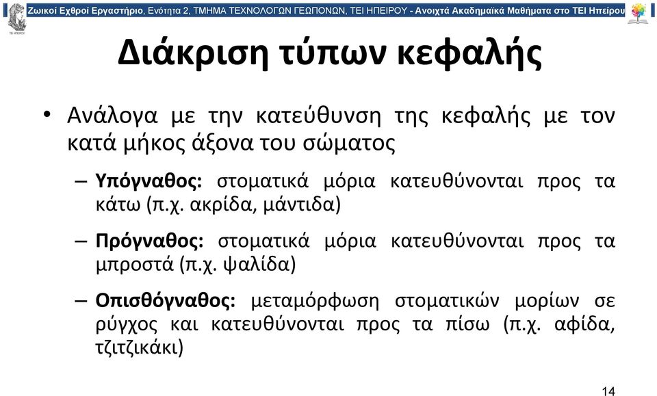 ακρίδα, μάντιδα) Πρόγναθος: στοματικά μόρια κατευθύνονται προς τα μπροστά (π.χ.