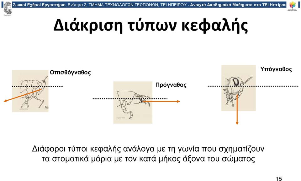 ανάλογα με τη γωνία που σχηματίζουν τα