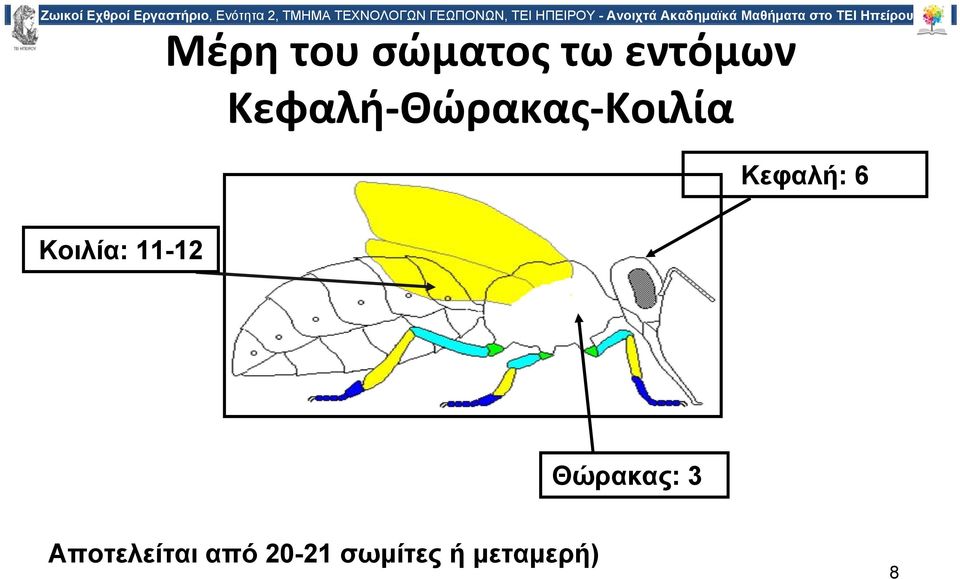 Κοιλία: 11-12 Θώρακας: 3