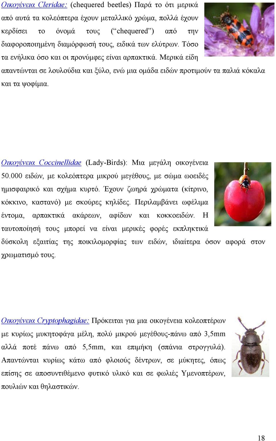 Οικογένεια Coccinellidae (Lady-Birds): Μια μεγάλη οικογένεια 50.000 ειδών, με κολεόπτερα μικρού μεγέθους, με σώμα ωοειδές ημισφαιρικό και σχήμα κυρτό.