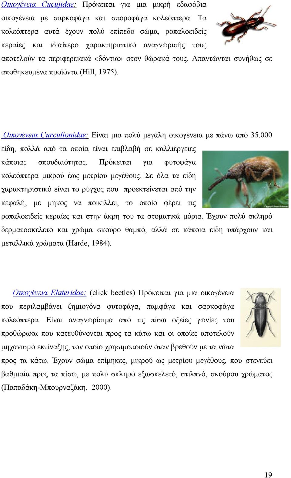 Απαντώνται συνήθως σε αποθηκευμένα προϊόντα (Hill, 1975). Οικογένεια Curculionidae: Είναι μια πολύ μεγάλη οικογένεια με πάνω από 35.