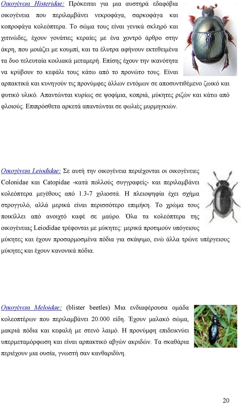 Επίσης έχουν την ικανότητα να κρύβουν το κεφάλι τους κάτω από το προνώτο τους. Είναι αρπακτικά και κυνηγούν τις προνύμφες άλλων εντόμων σε αποσυντιθέμενο ζωικό και φυτικό υλικό.