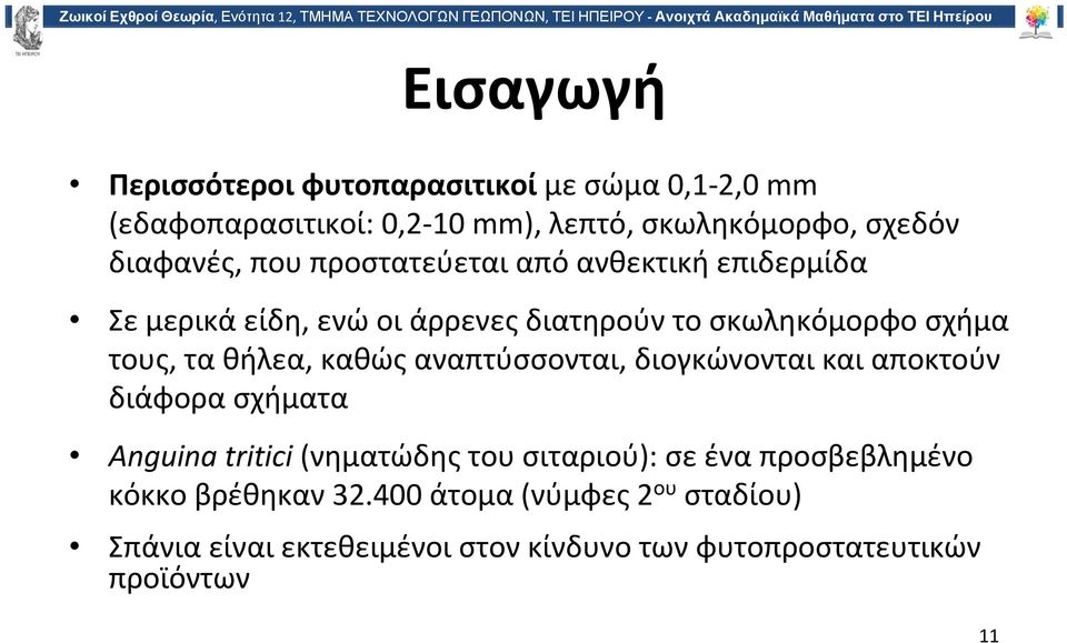 θήλεα, καθώς αναπτύσσονται, διογκώνονται και αποκτούν διάφορα σχήματα Anguina tritici (νηματώδης του σιταριού): σε ένα