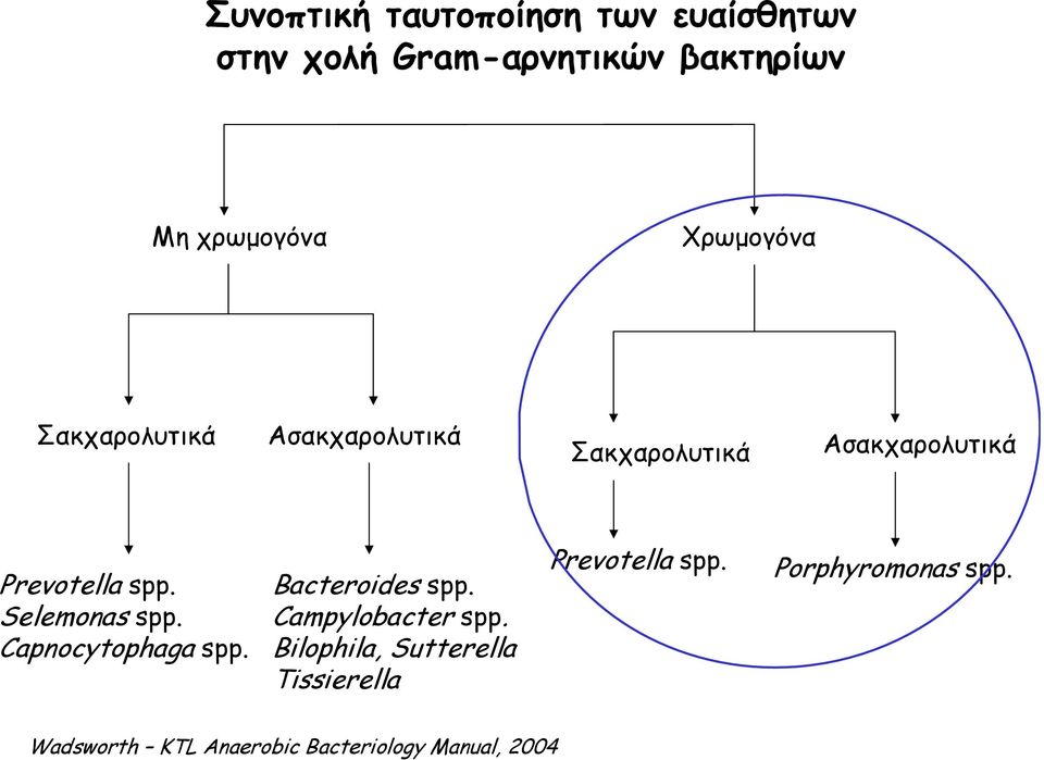 Selemonas spp. Capnocytophaga spp. Bacteroides spp. Campylobacter spp.