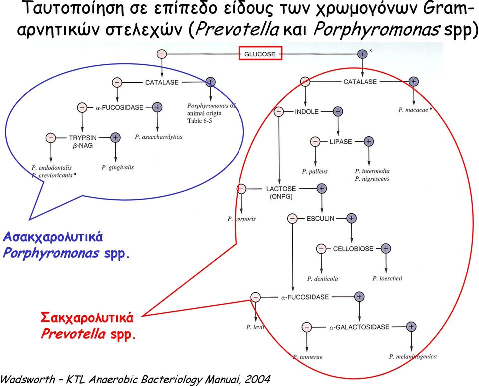 spp) Ασακχαρολυτικά Porphyromonas spp.