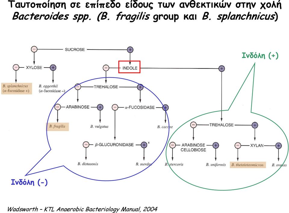 fragilis group και B.