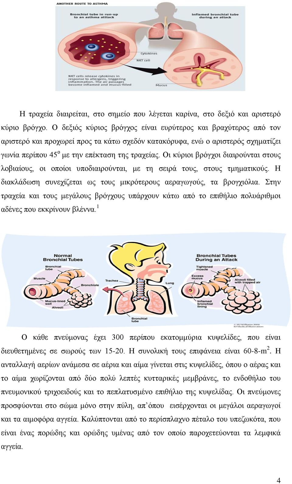 Οι κύριοι βρόγχοι διαιρούνται στους λοβιαίους, οι οποίοι υποδιαιρούνται, με τη σειρά τους, στους τμηματικούς. Η διακλάδωση συνεχίζεται ως τους μικρότερους αεραγωγούς, τα βρογχιόλια.