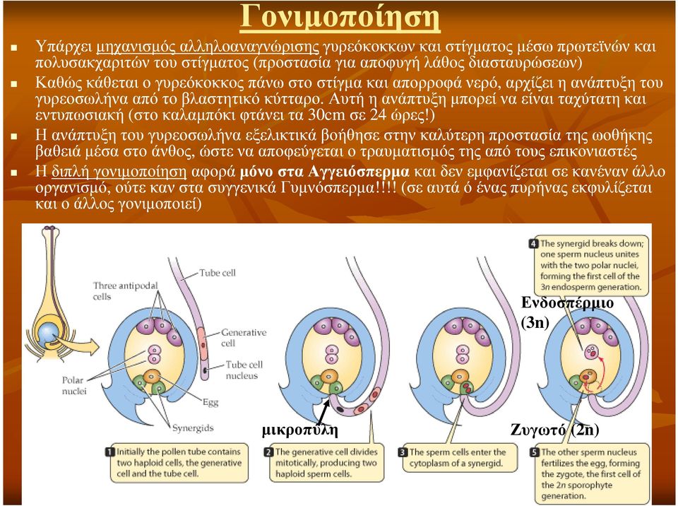 Αυτή η ανάπτυξη µπορεί να είναι ταχύτατη και εντυπωσιακή (στο καλαµπόκι φτάνει τα 30cm cmσε 24 ώρες!